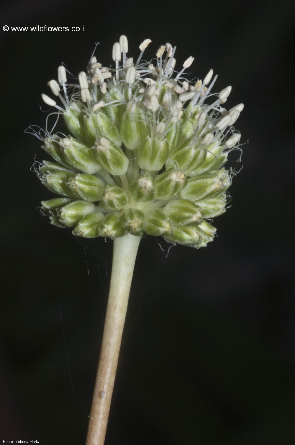 Allium pseudocalyptratum